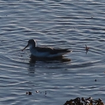 Common Greenshank (Tringa nebularia), photo 2