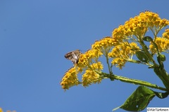 Aguna asander asander