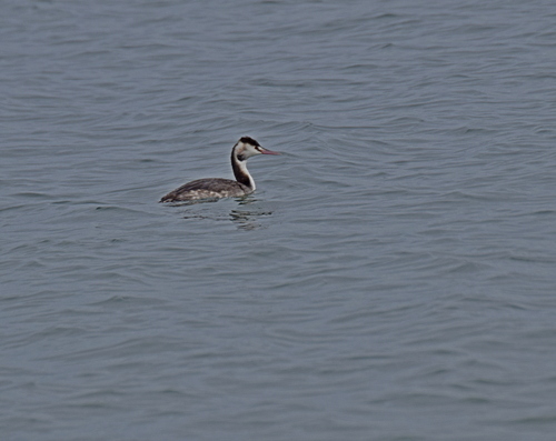 Great Crested Grebe (Podiceps cristatus), photo 10