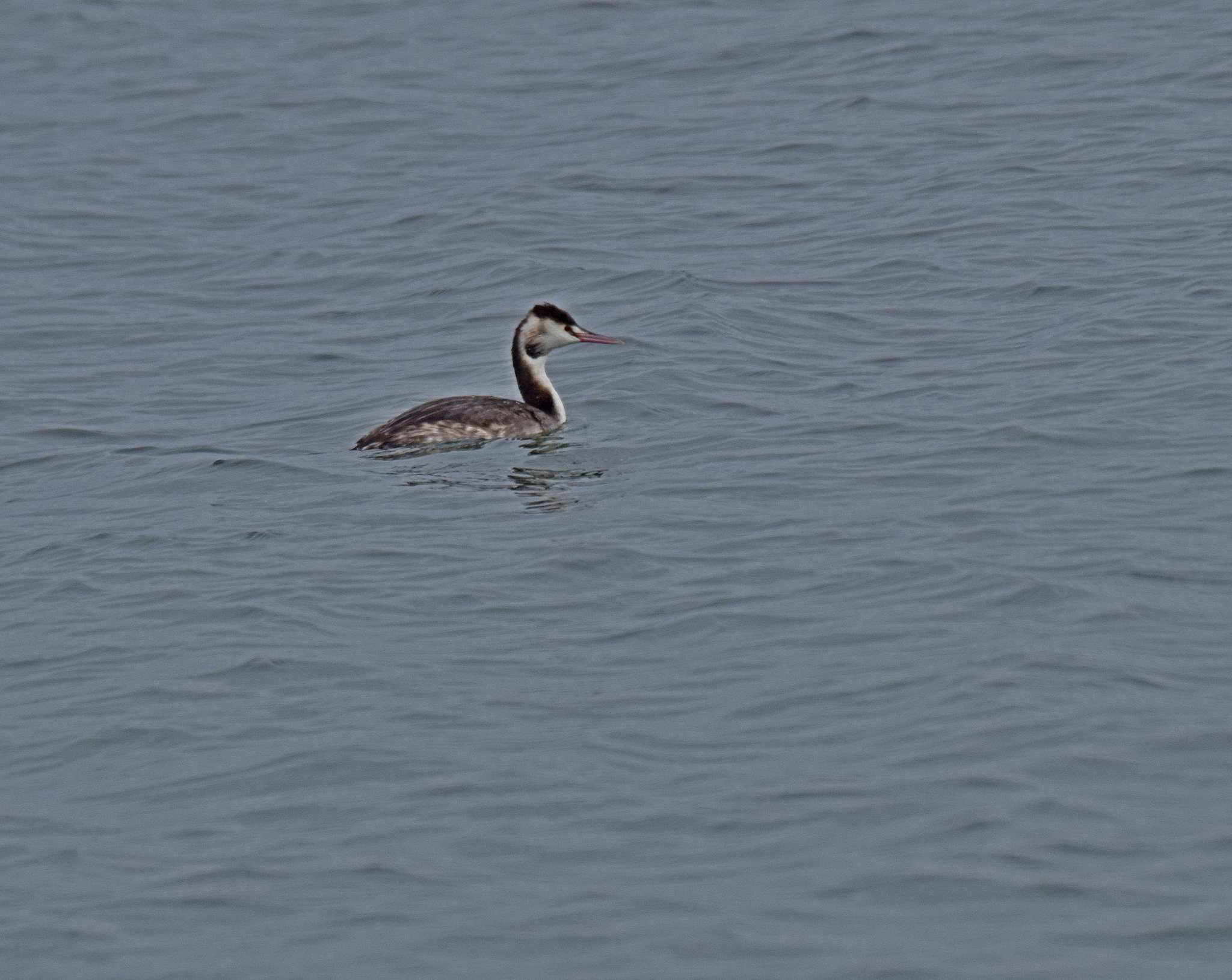 Great Crested Grebe (Podiceps cristatus), photo 10