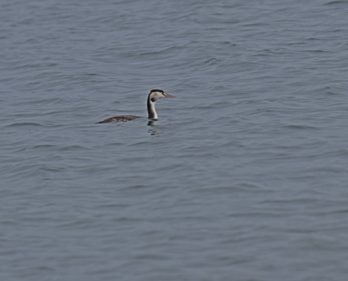 Great Crested Grebe (Podiceps cristatus), photo 4