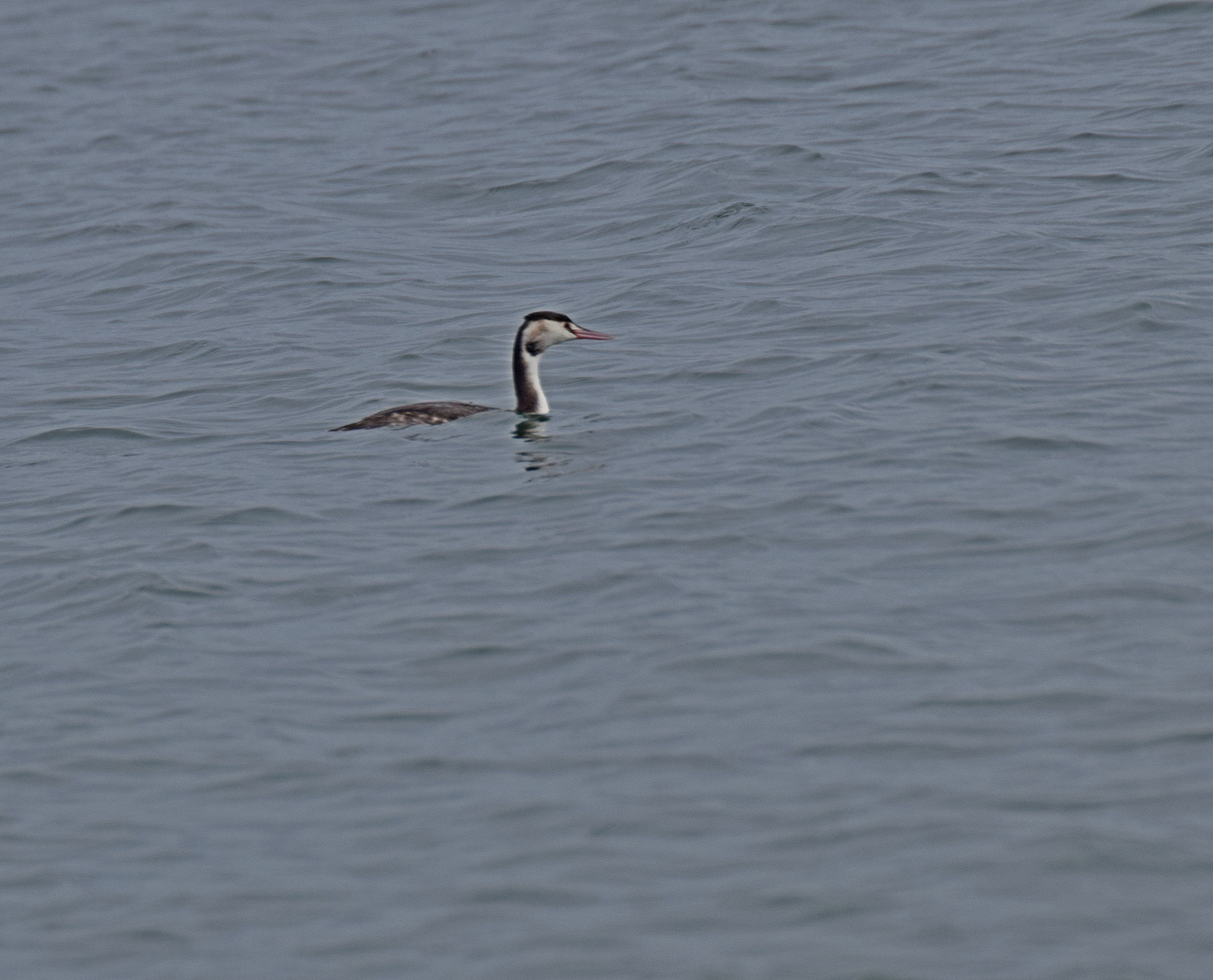 Great Crested Grebe (Podiceps cristatus), photo 4