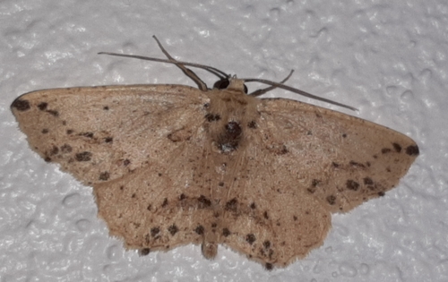 Isochromodes bellona