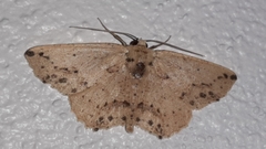 Isochromodes bellona