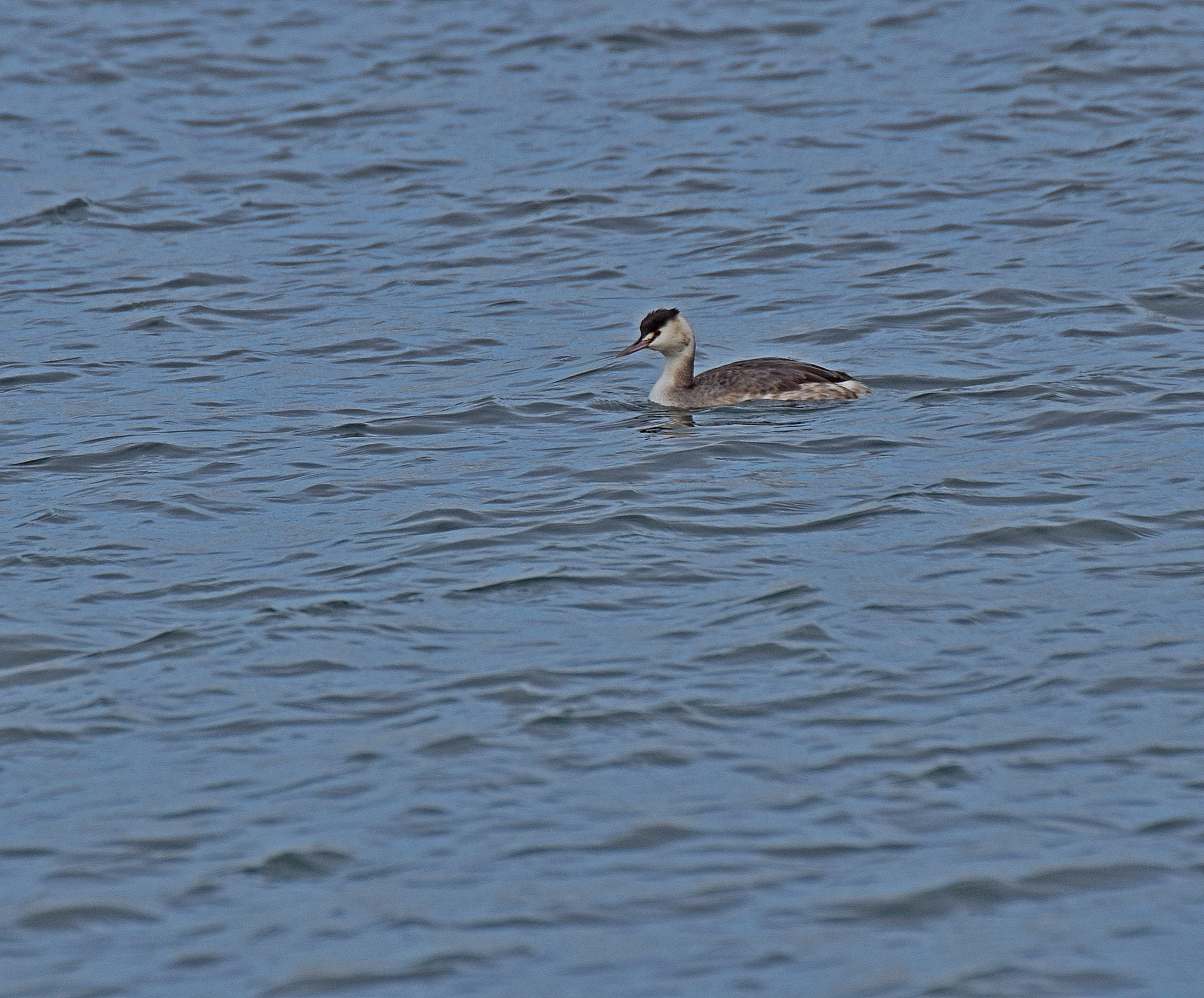 Great Crested Grebe (Podiceps cristatus), photo 3