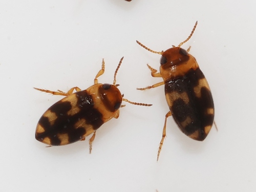 Bidessus minutissimus