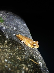 Boana bischoffi