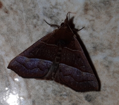 Hypena lollia