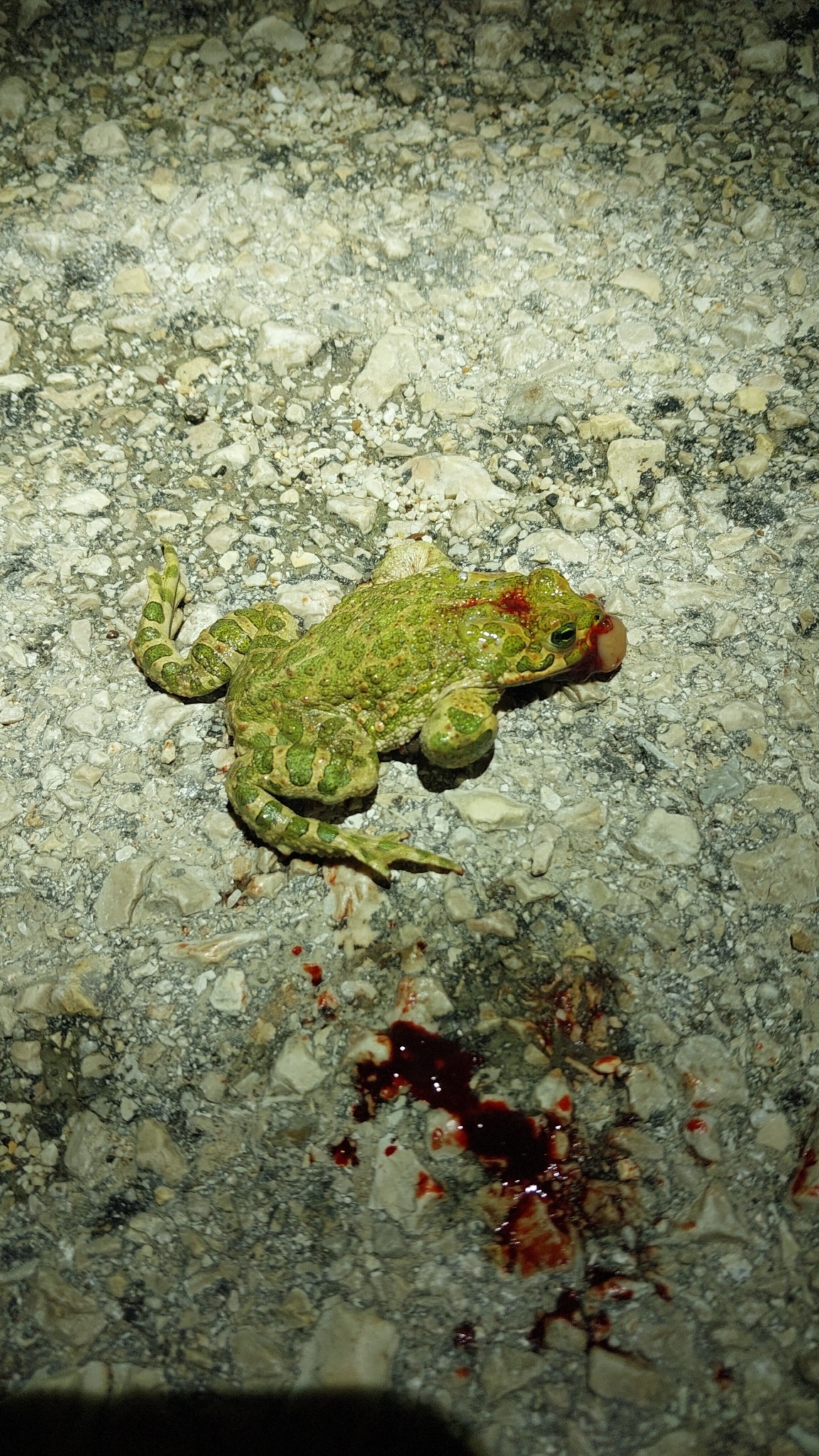 Bufotes viridis (Laurenti, 1768)