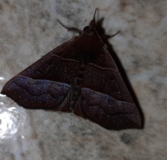 Hypena lollia