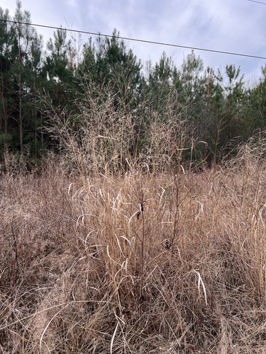 Switchgrass