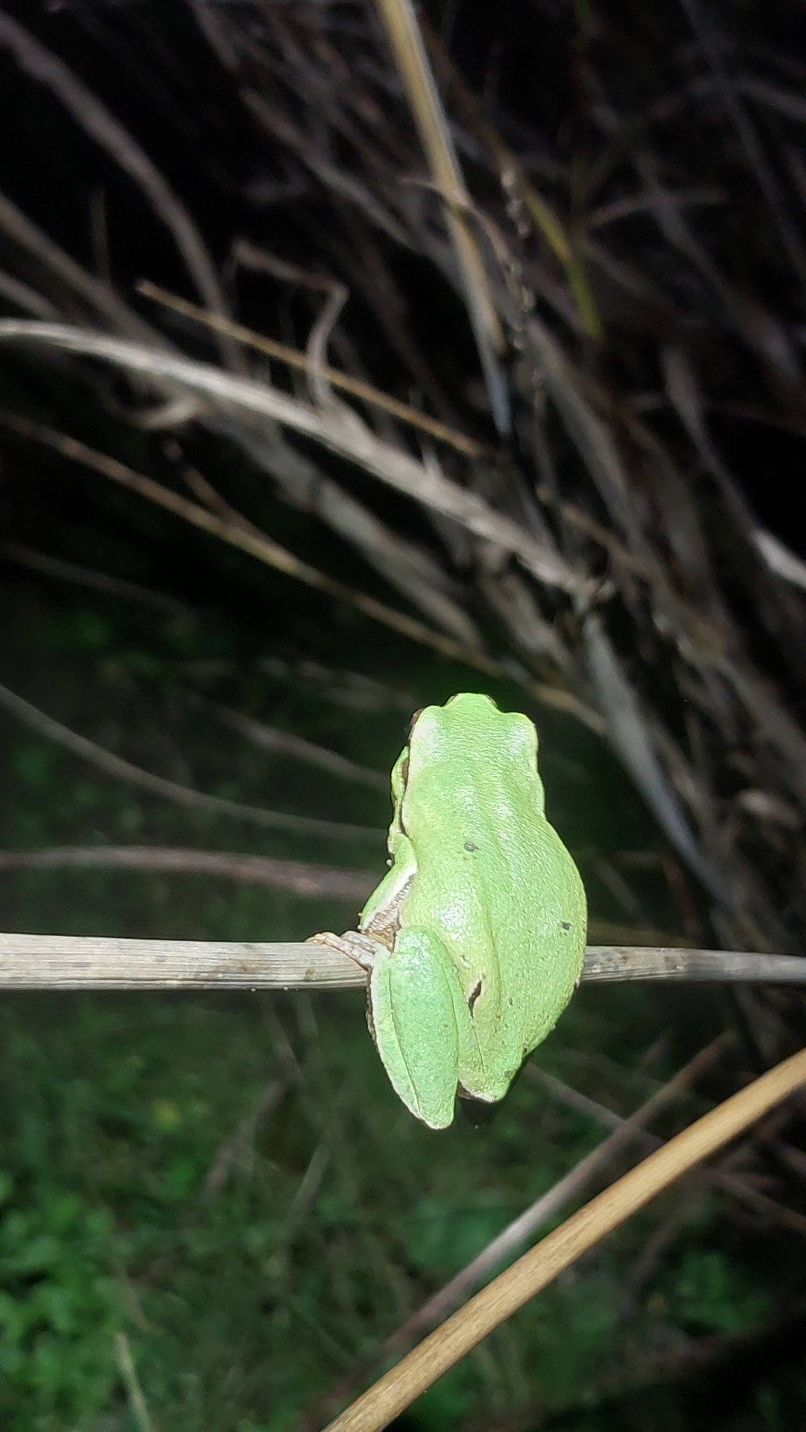 Hyla dabieshanensis