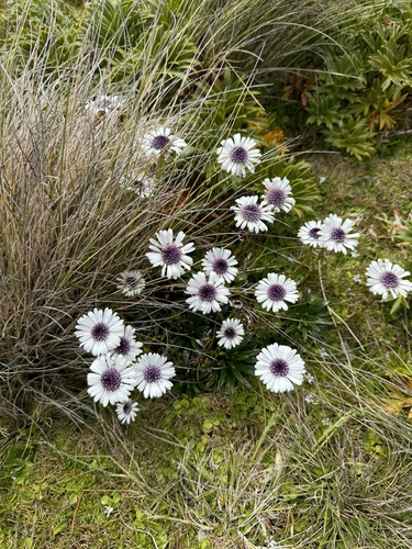 Damnamenia vernicosa, 2026-01-03