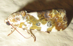 Acontia transfigurata