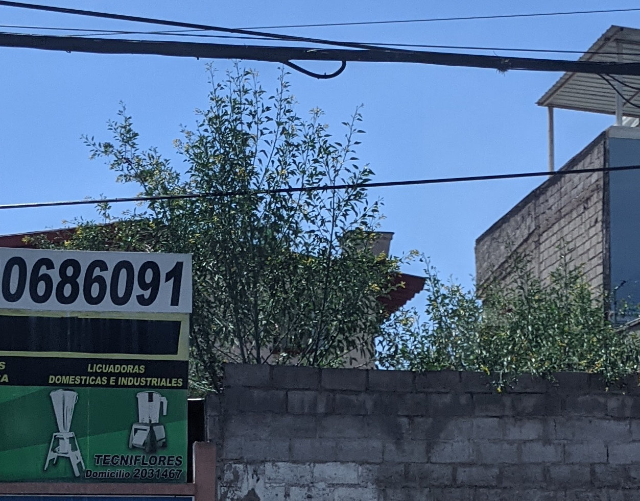 Tree tobacco