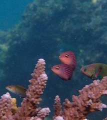 Pseudocheilinus hexataenia