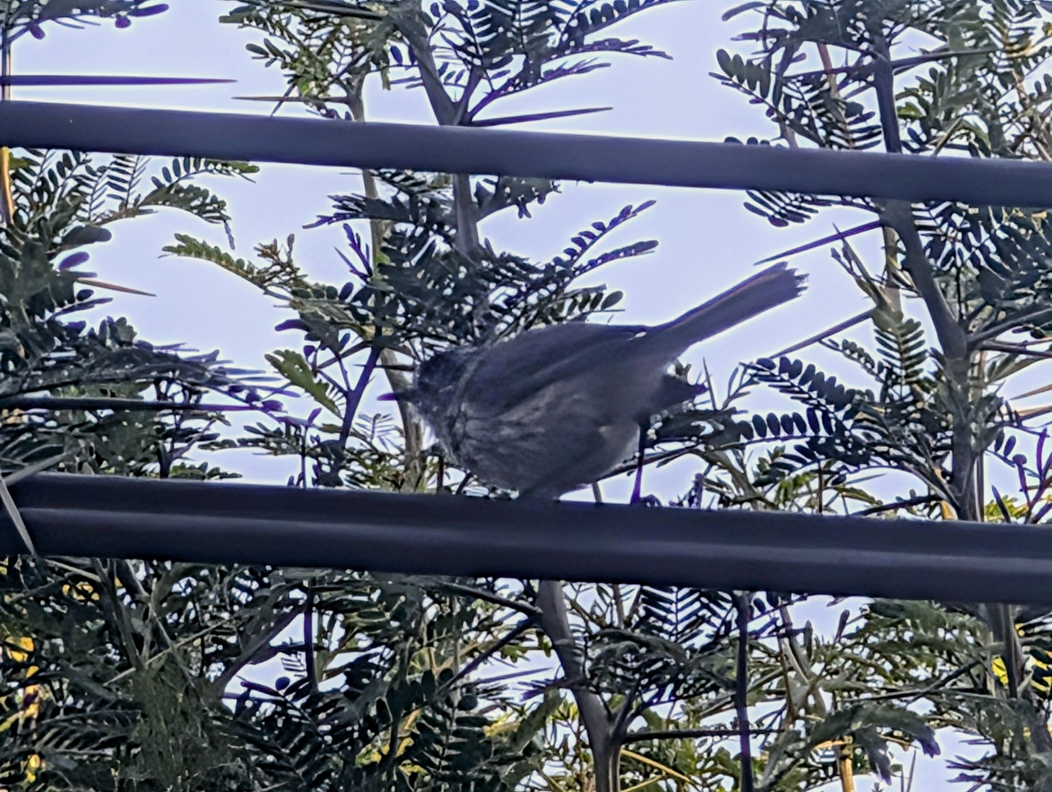 Tufted Tit-Tyrant (Anairetes parulus), photo 2
