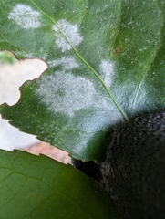 Erysiphe euonymicola