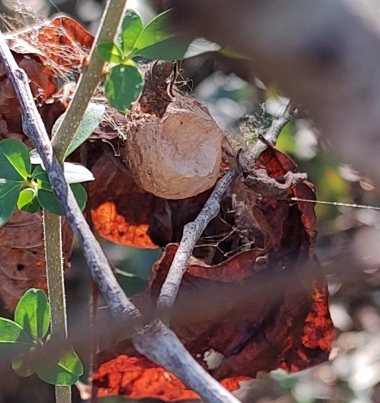 Orb Weavers in Flatonia, TX - Slide 4