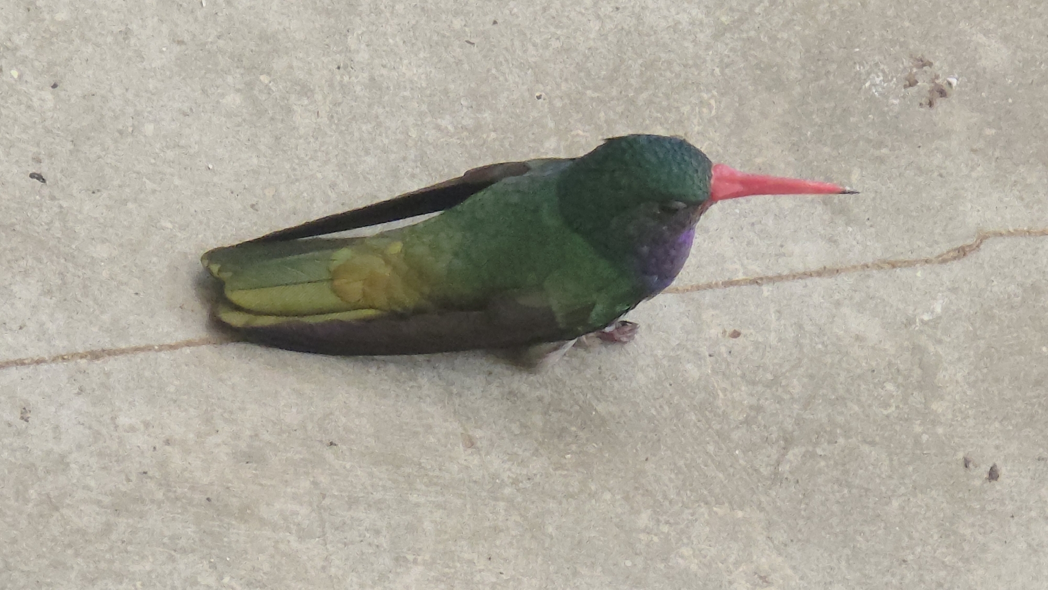 Blue-throated Sapphire (Chlorestes eliciae), photo 2