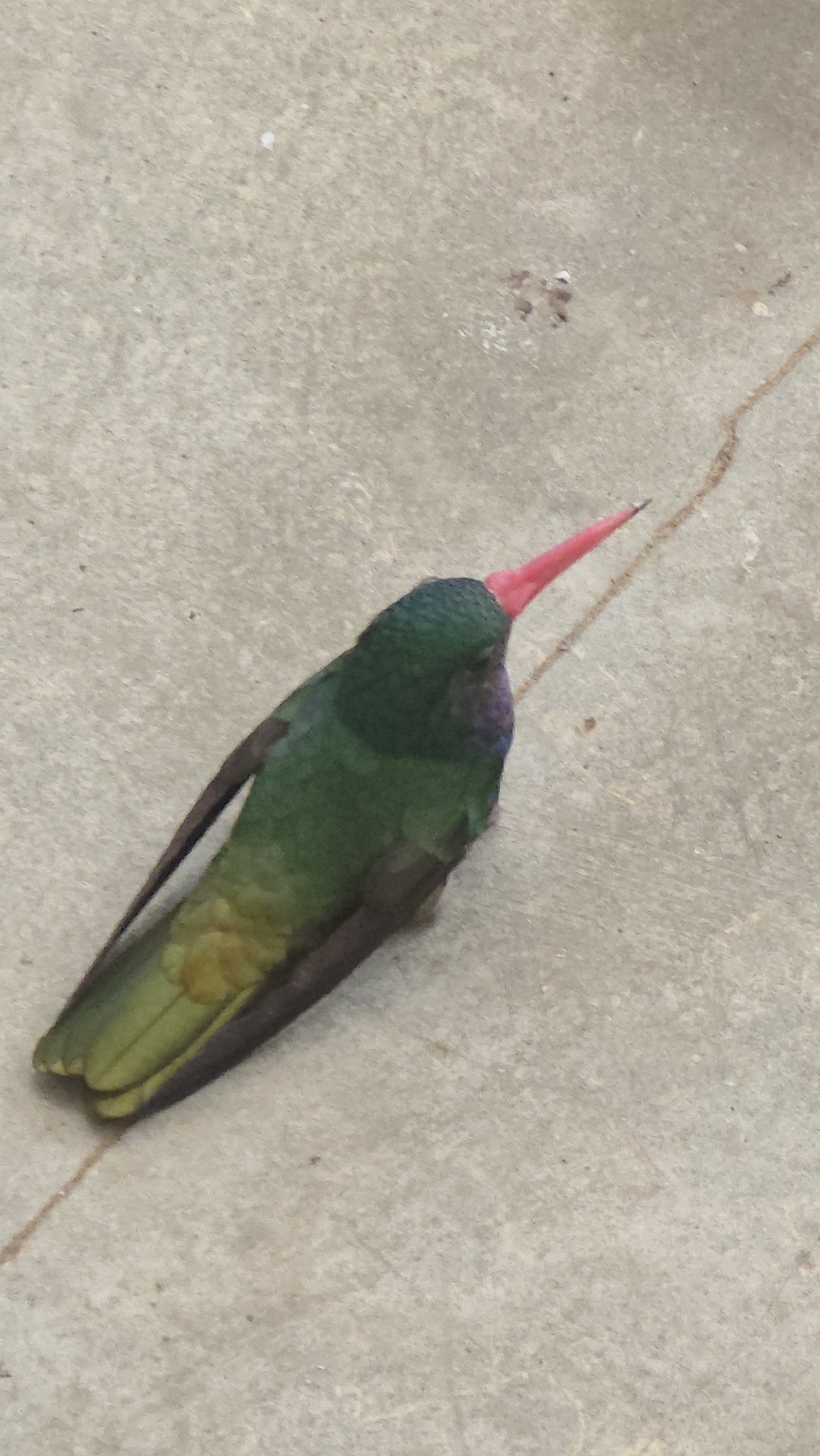 Blue-throated Sapphire (Chlorestes eliciae), photo 3