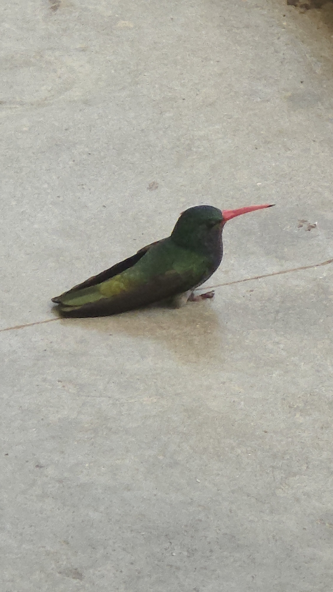 Blue-throated Sapphire (Chlorestes eliciae), photo 4