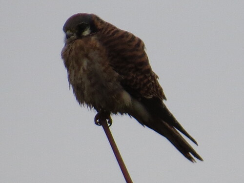 American Kestrel