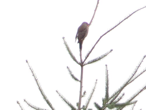 Northern Flicker