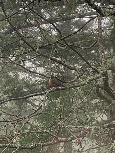 American Robin