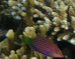 Pseudocheilinus hexataenia