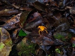 Brachycephalus ephippium