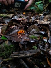 Brachycephalus ephippium