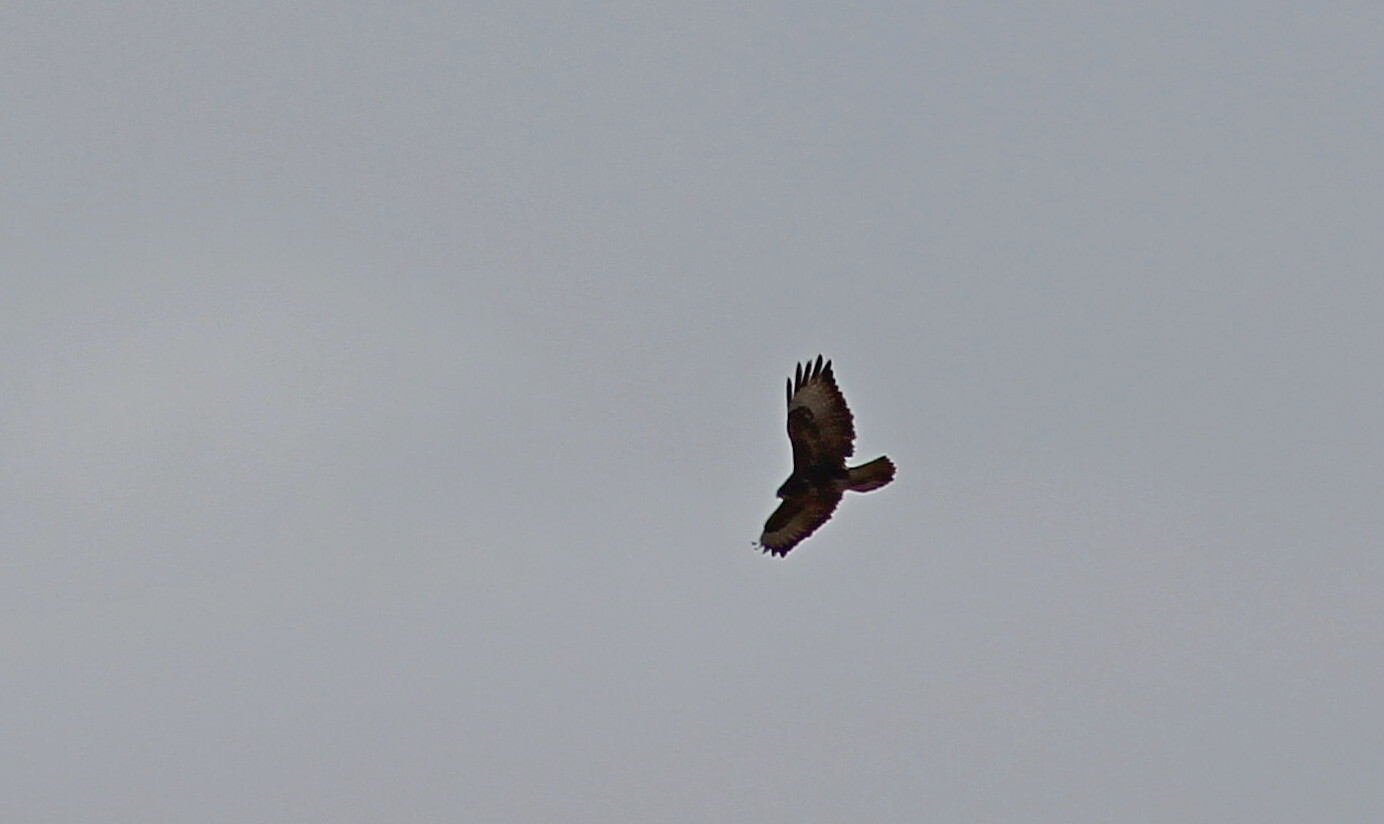 Buteo buteo (Linnaeus, 1758)