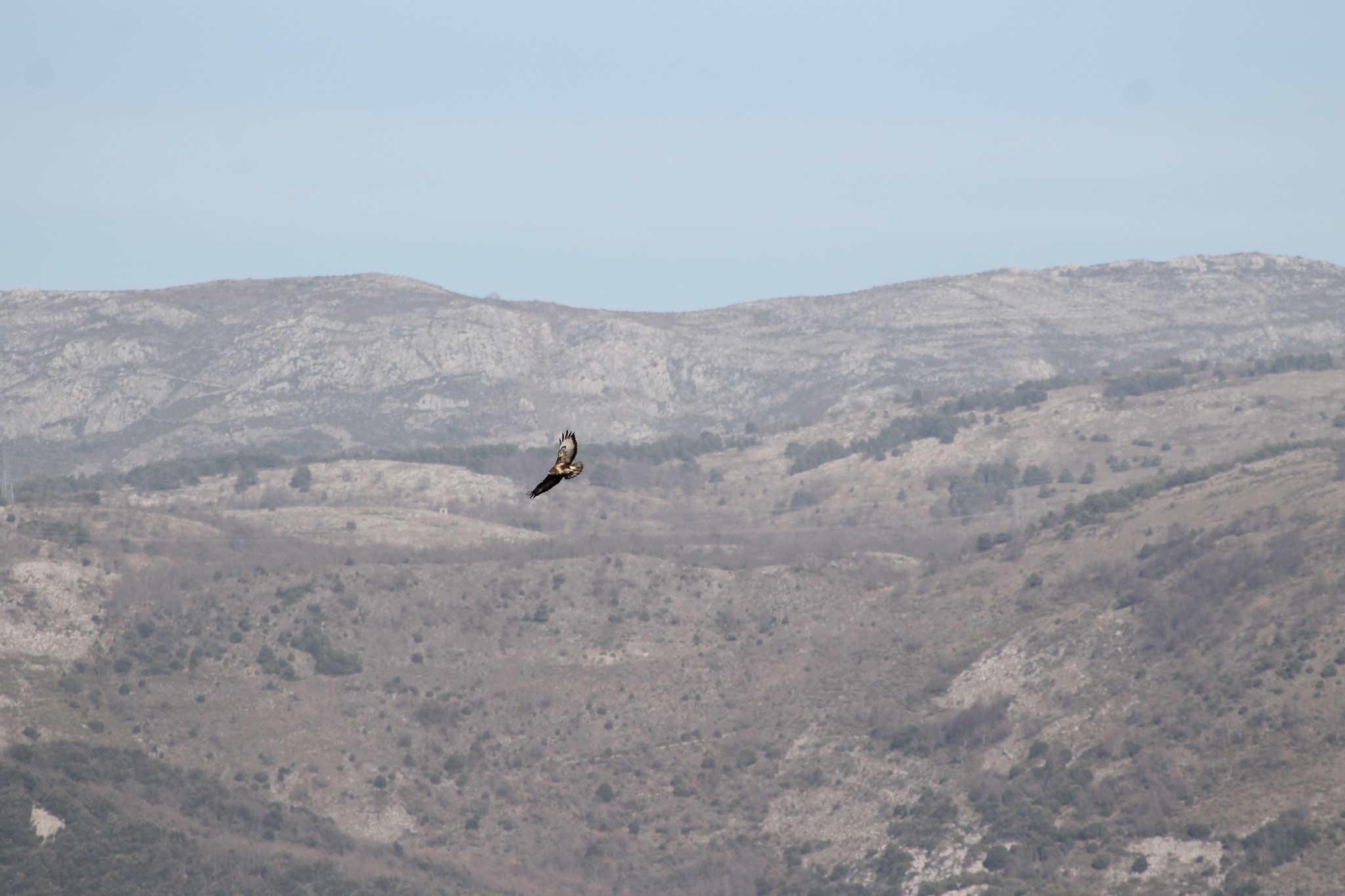 Buteo buteo (Linnaeus, 1758)