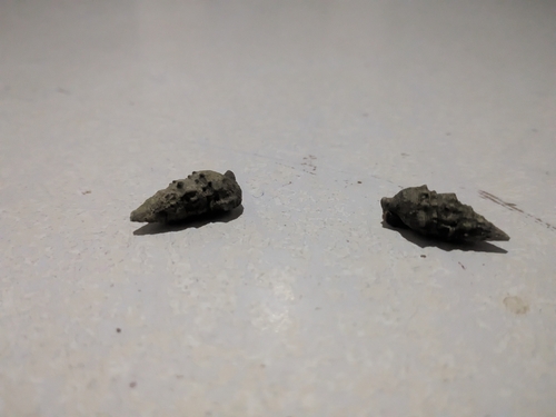 Cerithium atratum