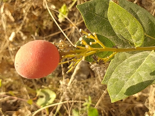 Icacina oliviformis