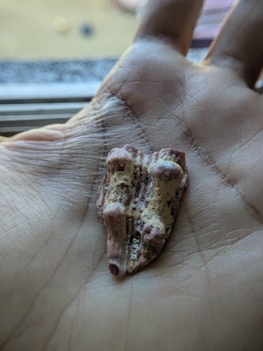 Nodipecten nodosus