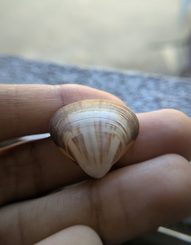Tivela mactroides