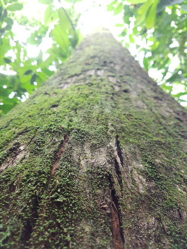 Lecythis mesophylla S.A.Mori 2