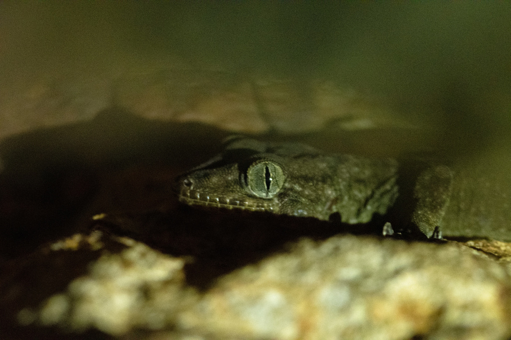 Batan Narrow-Disked Gecko