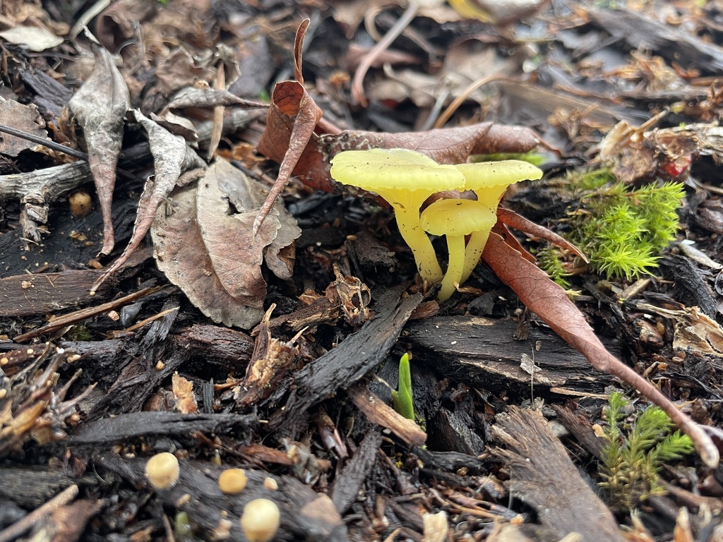 Chrysomphalina grossula · January 2026 · photo: © rosawoodsii (iNaturalist, cc-by)
