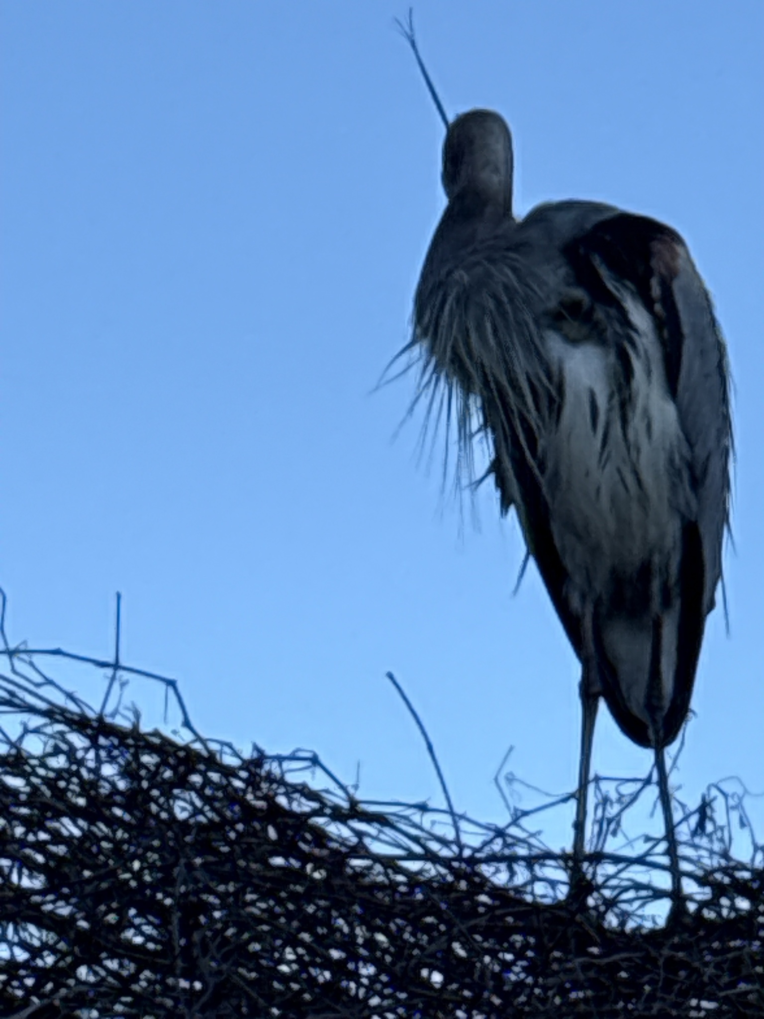 Great Blue Heron (Ardea herodias), photo 9