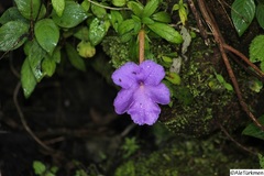 Achimenes longiflora