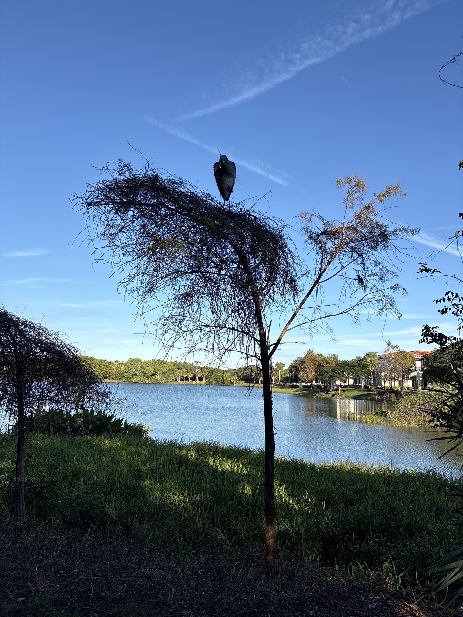 Great Blue Heron (Ardea herodias), photo 10