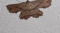 Oroscopa variegata