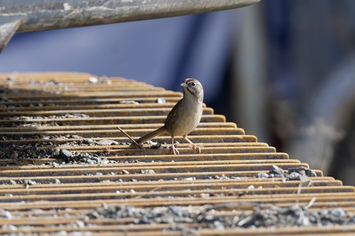 Rufous-crowned Sparrow (Aimophila ruficeps), photo 2