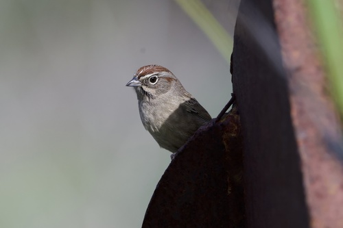 Rufous-crowned Sparrow (Aimophila ruficeps)