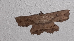 Oroscopa variegata