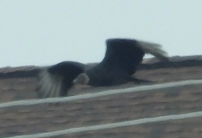 Coragyps atratus (Bechstein, 1793)