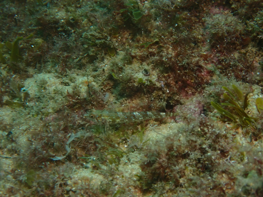 Red-black triplefin (Tripterygion tripteronotum) — Tripterygiidae